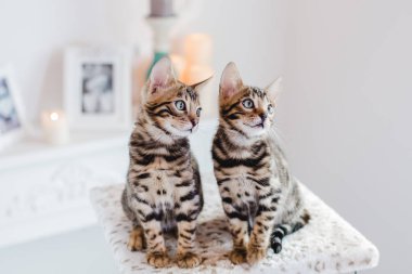 Bengal cats babys leopar