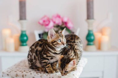 Bengal cats babys leopar