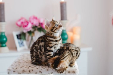 Bengal cats babys leopar