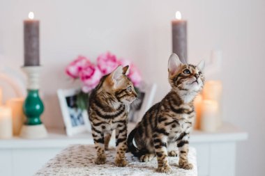 Bengal cats babys leopar