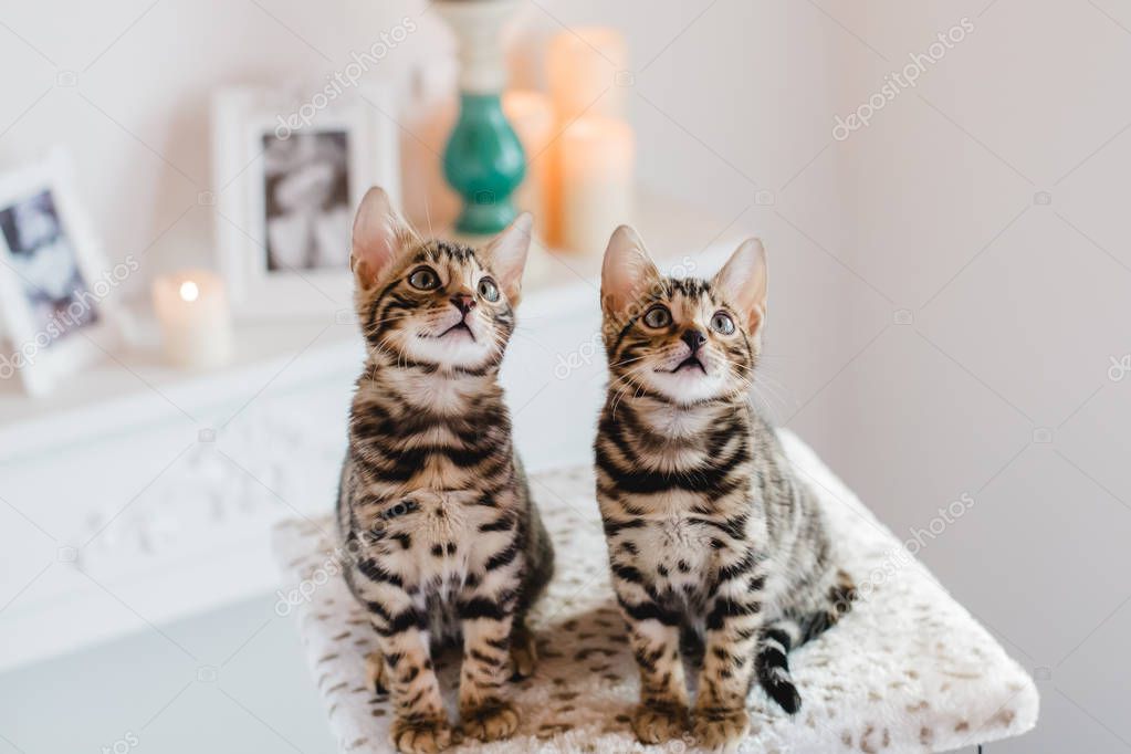 Bengal Cats Babys Leopard Stock Photo Lelik83 168911896