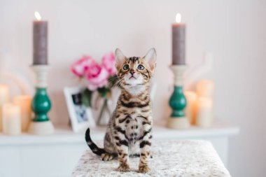 Bengal cats babys leopar