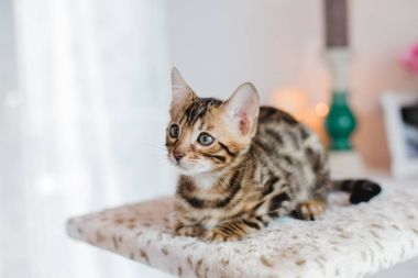 Bengal cats babys leopar