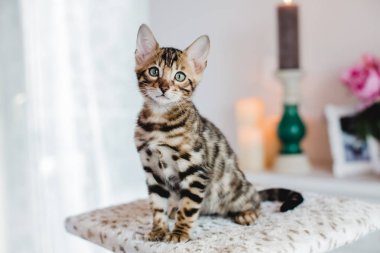 Bengal cats babys leopar