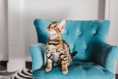 Bengal cats babys leopar