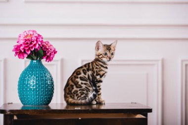 Bengal cats babys leopar
