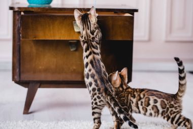 Bengal cats babys leopar