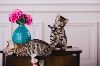 Bengal cats babys leopar