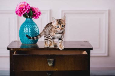 Bengal cats babys leopar