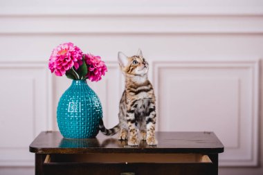 Bengal cats babys leopar