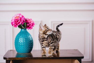 Bengal cats babys leopar