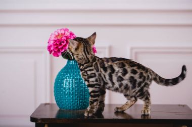 Bengal cats babys leopar