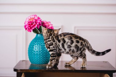 Bengal cats babys leopar