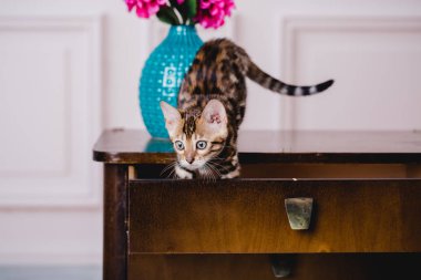Bengal cats babys leopar