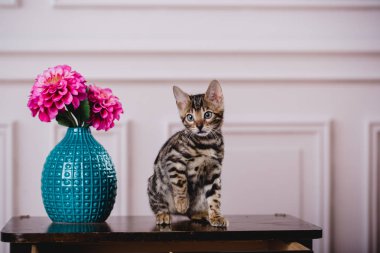 Bengal cats babys leopar