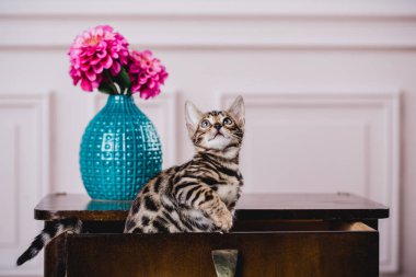 Bengal cats babys leopar