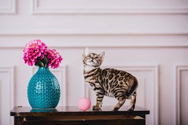 Bengal cats babys leopar