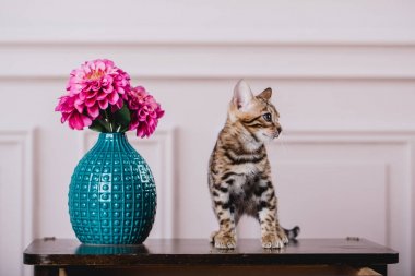 Bengal cats babys leopar