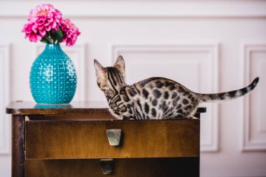 Bengal cats babys leopar