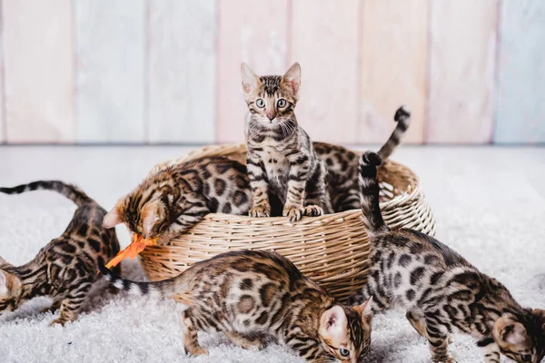 Bengala gatos babys leopardo — Fotografia de Stock