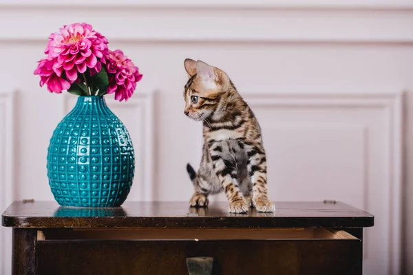 Bengal cats babys leopar