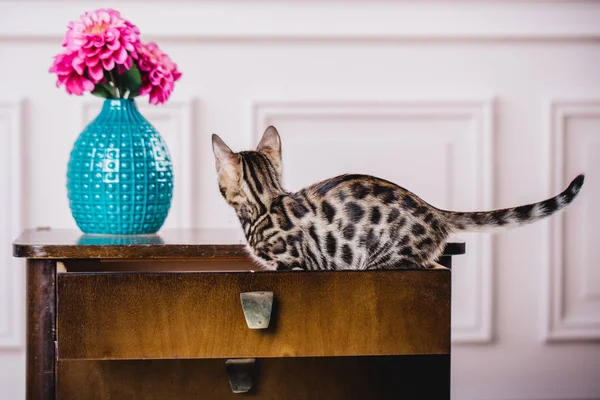 Bengal cats babys leopar