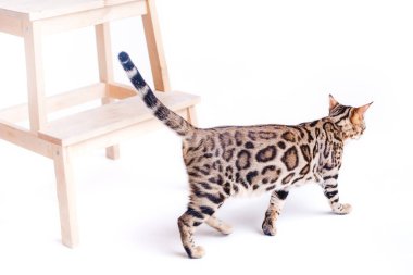 Bengal kedi kahverengi benekli