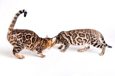 Bengal kedi kahverengi benekli