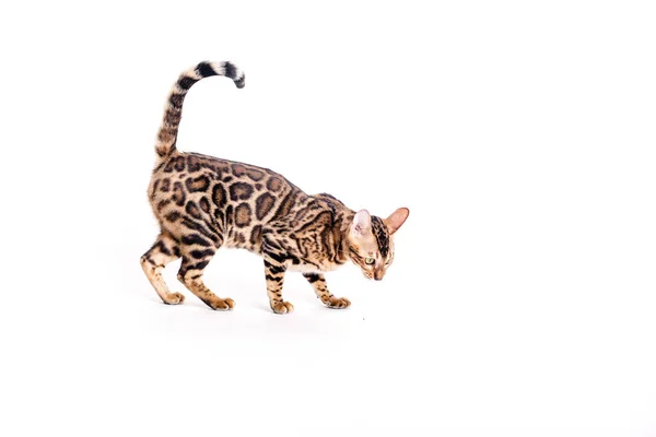 Bengáli macska barna foltos — Stock Fotó