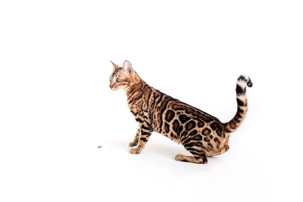 Bengáli macska barna foltos — Stock Fotó
