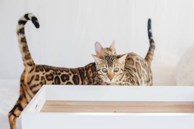 Bengal kedi kahverengi benekli