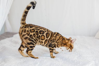 Bengal kedi kahverengi benekli