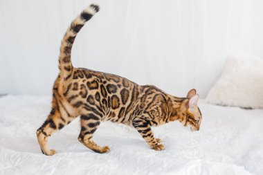 Bengal kedi kahverengi benekli