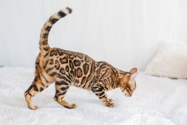 Bengal kedi kahverengi benekli