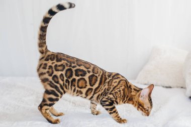 Bengal kedi kahverengi benekli