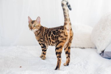 Bengal kedi kahverengi benekli