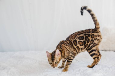 Bengal kedi kahverengi benekli