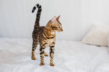 Bengal kedi kahverengi benekli