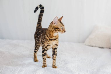 Bengal kedi kahverengi benekli