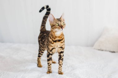Bengal kedi kahverengi benekli