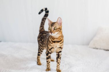 Bengal kedi kahverengi benekli