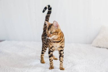 Bengal kedi kahverengi benekli