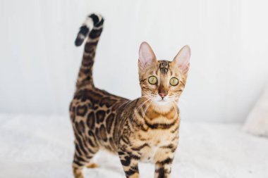 Bengal kedi kahverengi benekli