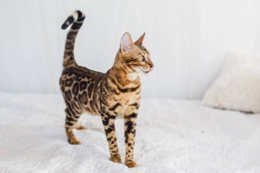 Bengal kedi kahverengi benekli