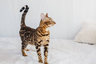 Bengal kedi kahverengi benekli