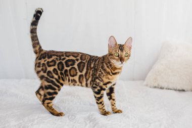 Bengal kedi kahverengi benekli