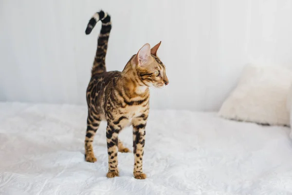 Bengal cat brown spotted — Stock Photo, Image