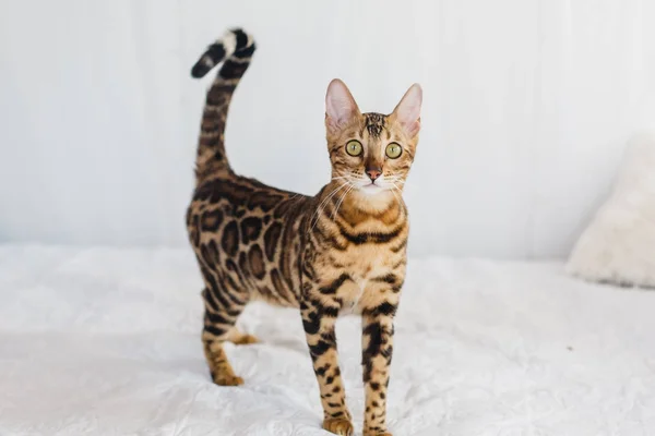 Bengalski kot brązowy zauważył — Zdjęcie stockowe