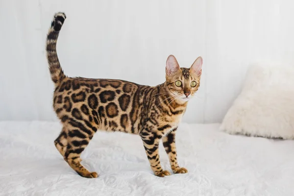 Bengal cat brown spotted — Stock Photo, Image