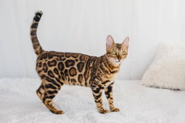 Bengal kedi kahverengi benekli